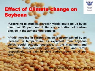 12
•According to studies, soybean yields could go up by as
much as 50 per cent if the concentration of carbon
dioxide in the atmosphere doubles.
•If this increase in carbon dioxide is accompanied by an
increase in temperature, as expected, then soybean
yields could actually decrease. If the maximum and
minimum temperatures go up by 1°C and 1.5°C
respectively, the gain in yield comes down to 35 per
cent.
Effect of Climate change on
Soybean
Source: Centre for science & Environment
 