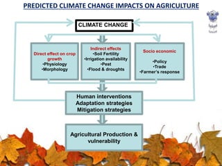 PREDICTED CLIMATE CHANGE IMPACTS ON AGRICULTURE
Direct effect on crop
growth
•Physiology
•Morphology
Indirect effects
•Soil Fertility
•Irrigation availability
•Pest
•Flood & droughts
Socio economic
•Policy
•Trade
•Farmer’s response
Human interventions
Adaptation strategies
Mitigation strategies
Agricultural Production &
vulnerability
CLIMATE CHANGE
 