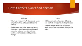 How it affects plants and animals
Animals
Polar bears live on the Arctic sea ice, which
is rapidly melting. (They could become
extinct)
Ducks, geese and other waterfowl across
the country are changing behaviors and
migration patterns from the extreme
weather and floods caused by climate
change.
Plants
CO2 concentrations have are still rising
and it affects how plants photosynthesise.
Extreme temperatures can be harmful
when beyond the physiological limits of a
plant.
 