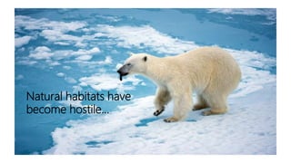 Natural habitats have
become hostile…
 