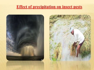 Effect of Climatic Change on Harmful insect pests and Beneficial ...