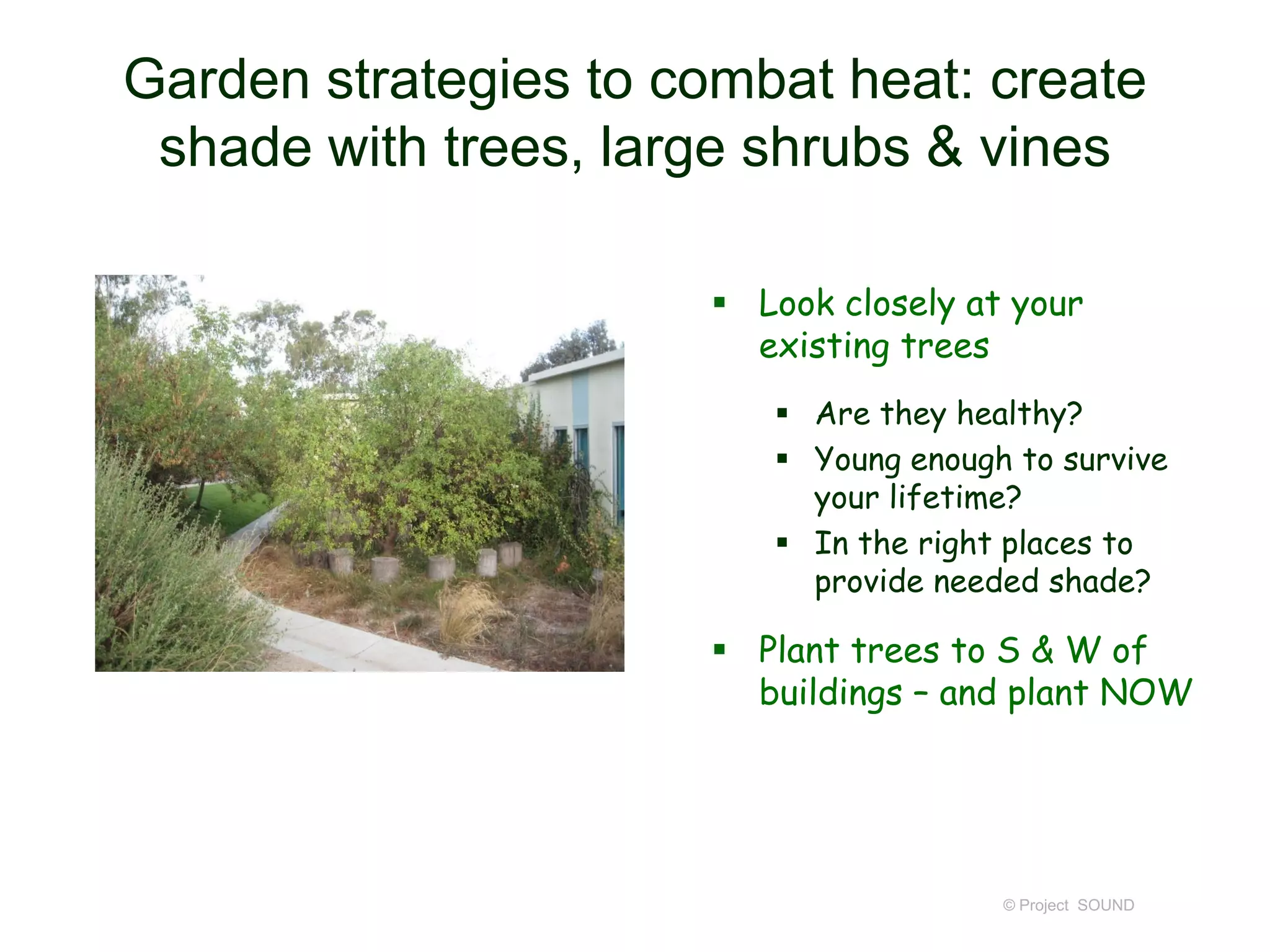Garden strategies to combat heat: create
shade with trees, large shrubs & vines
 Look closely at your
existing trees
 Are they healthy?
 Young enough to survive
your lifetime?
 In the right places to
provide needed shade?

 Plant trees to S & W of
buildings – and plant NOW

© Project SOUND

 