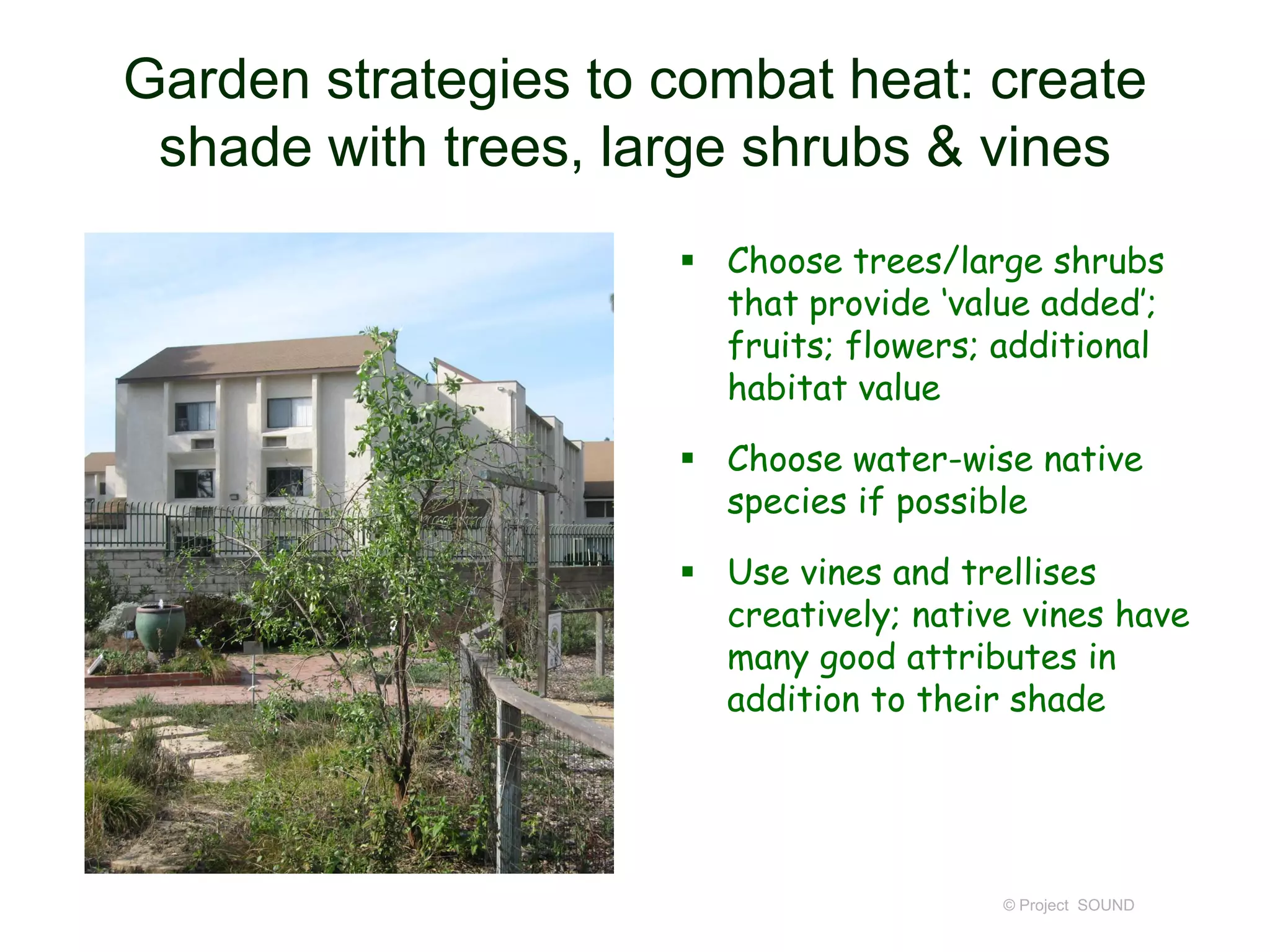 Garden strategies to combat heat: create
shade with trees, large shrubs & vines
 Choose trees/large shrubs
that provide ‘value added’;
fruits; flowers; additional
habitat value
 Choose water-wise native
species if possible
 Use vines and trellises
creatively; native vines have
many good attributes in
addition to their shade

© Project SOUND

 