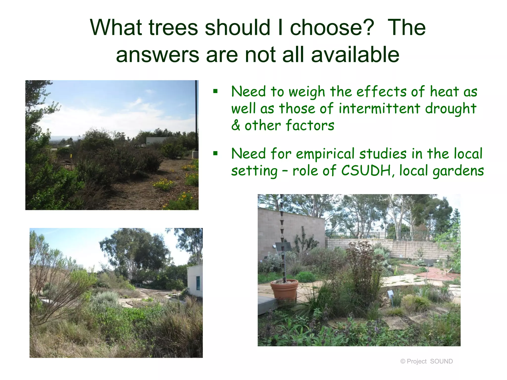 What trees should I choose? The
answers are not all available
 Need to weigh the effects of heat as
well as those of intermittent drought
& other factors
 Need for empirical studies in the local
setting – role of CSUDH, local gardens

© Project SOUND

 