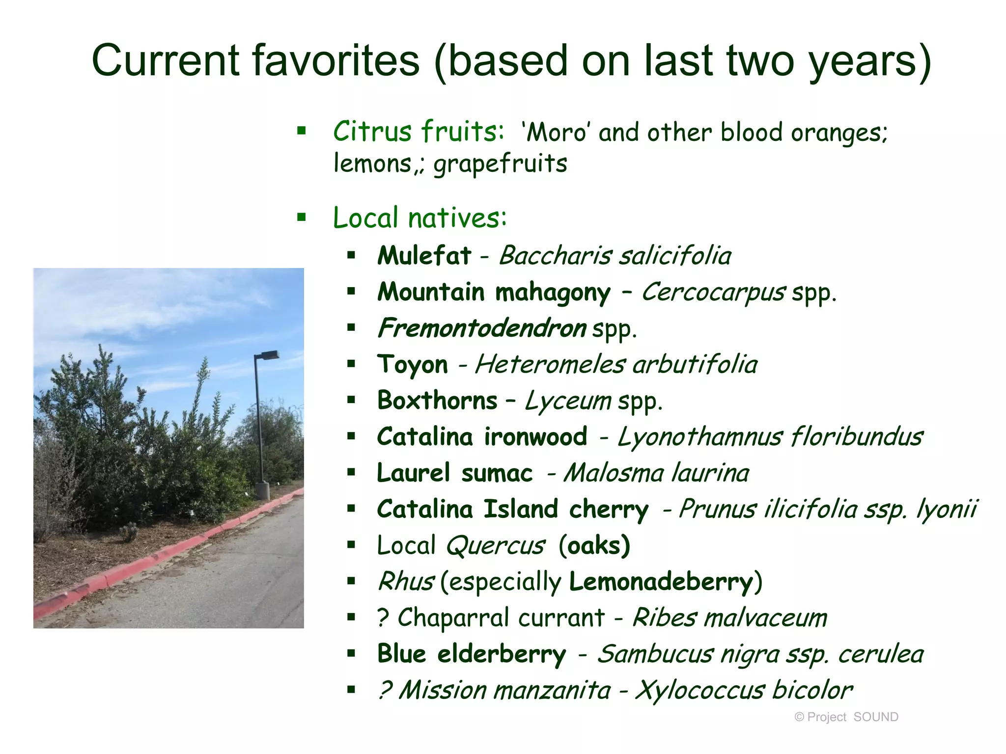 Current favorites (based on last two years)
 Citrus fruits: ‘Moro’ and other blood oranges;
lemons,; grapefruits

 Local natives:














Mulefat - Baccharis salicifolia
Mountain mahagony – Cercocarpus spp.
Fremontodendron spp.
Toyon - Heteromeles arbutifolia
Boxthorns – Lyceum spp.
Catalina ironwood - Lyonothamnus floribundus
Laurel sumac - Malosma laurina
Catalina Island cherry - Prunus ilicifolia ssp. lyonii
Local Quercus (oaks)
Rhus (especially Lemonadeberry)
? Chaparral currant - Ribes malvaceum
Blue elderberry - Sambucus nigra ssp. cerulea

? Mission manzanita - Xylococcus bicolor

© Project SOUND

 