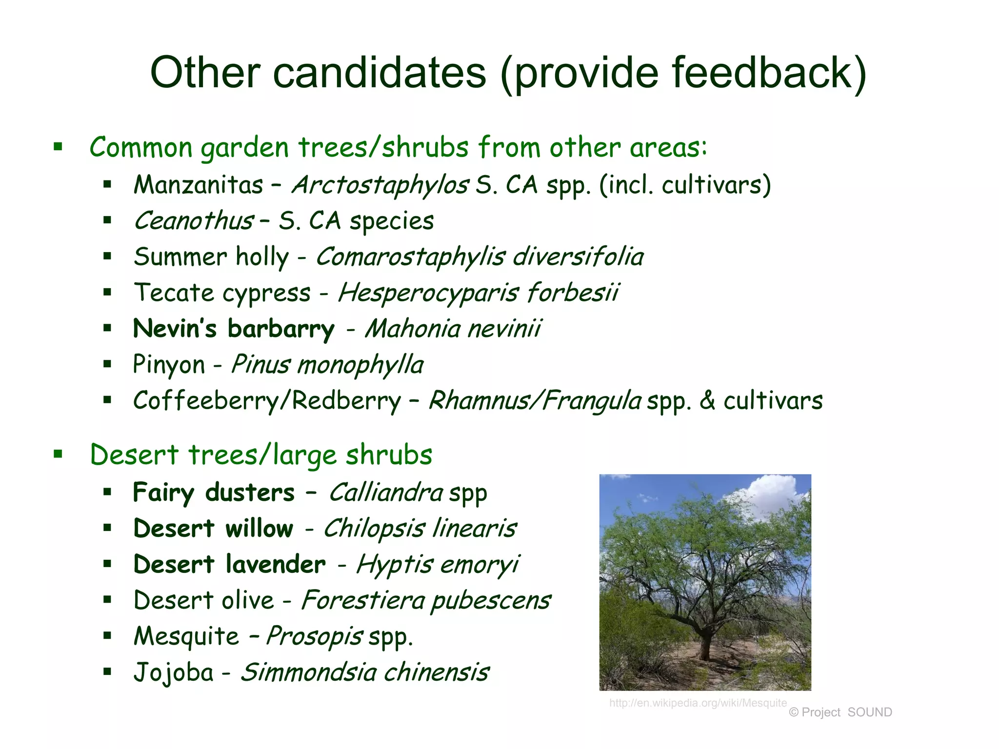 Other candidates (provide feedback)
 Common garden trees/shrubs from other areas:








Manzanitas – Arctostaphylos S. CA spp. (incl. cultivars)
Ceanothus – S. CA species
Summer holly - Comarostaphylis diversifolia
Tecate cypress - Hesperocyparis forbesii
Nevin’s barbarry - Mahonia nevinii
Pinyon - Pinus monophylla
Coffeeberry/Redberry – Rhamnus/Frangula spp. & cultivars

 Desert trees/large shrubs







Fairy dusters – Calliandra spp
Desert willow - Chilopsis linearis
Desert lavender - Hyptis emoryi
Desert olive - Forestiera pubescens
Mesquite – Prosopis spp.
Jojoba - Simmondsia chinensis
http://en.wikipedia.org/wiki/Mesquite

© Project SOUND

 