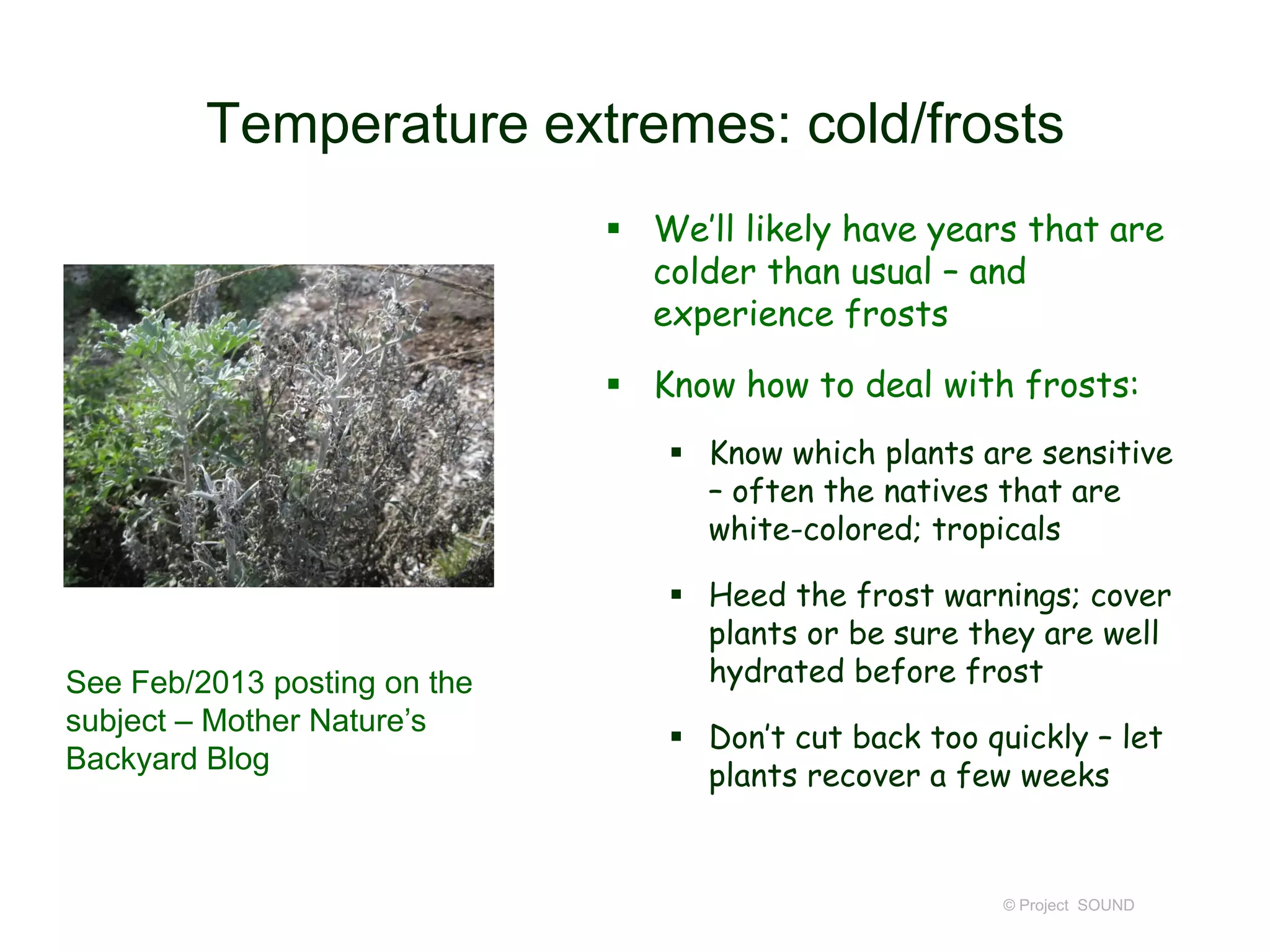 Temperature extremes: cold/frosts
 We’ll likely have years that are
colder than usual – and
experience frosts
 Know how to deal with frosts:
 Know which plants are sensitive
– often the natives that are
white-colored; tropicals

See Feb/2013 posting on the
subject – Mother Nature’s
Backyard Blog

 Heed the frost warnings; cover
plants or be sure they are well
hydrated before frost
 Don’t cut back too quickly – let
plants recover a few weeks

© Project SOUND

 