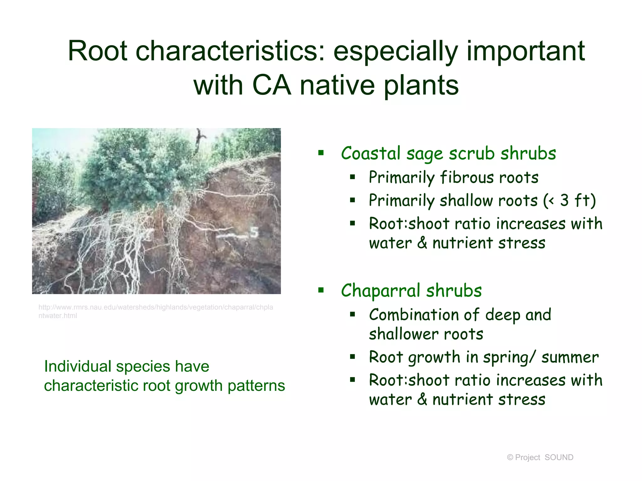 Root characteristics: especially important
with CA native plants
 Coastal sage scrub shrubs
 Primarily fibrous roots
 Primarily shallow roots (< 3 ft)
 Root:shoot ratio increases with
water & nutrient stress

 Chaparral shrubs
http://www.rmrs.nau.edu/watersheds/highlands/vegetation/chaparral/chpla
ntwater.html

Individual species have
characteristic root growth patterns

 Combination of deep and
shallower roots
 Root growth in spring/ summer
 Root:shoot ratio increases with
water & nutrient stress

© Project SOUND

 