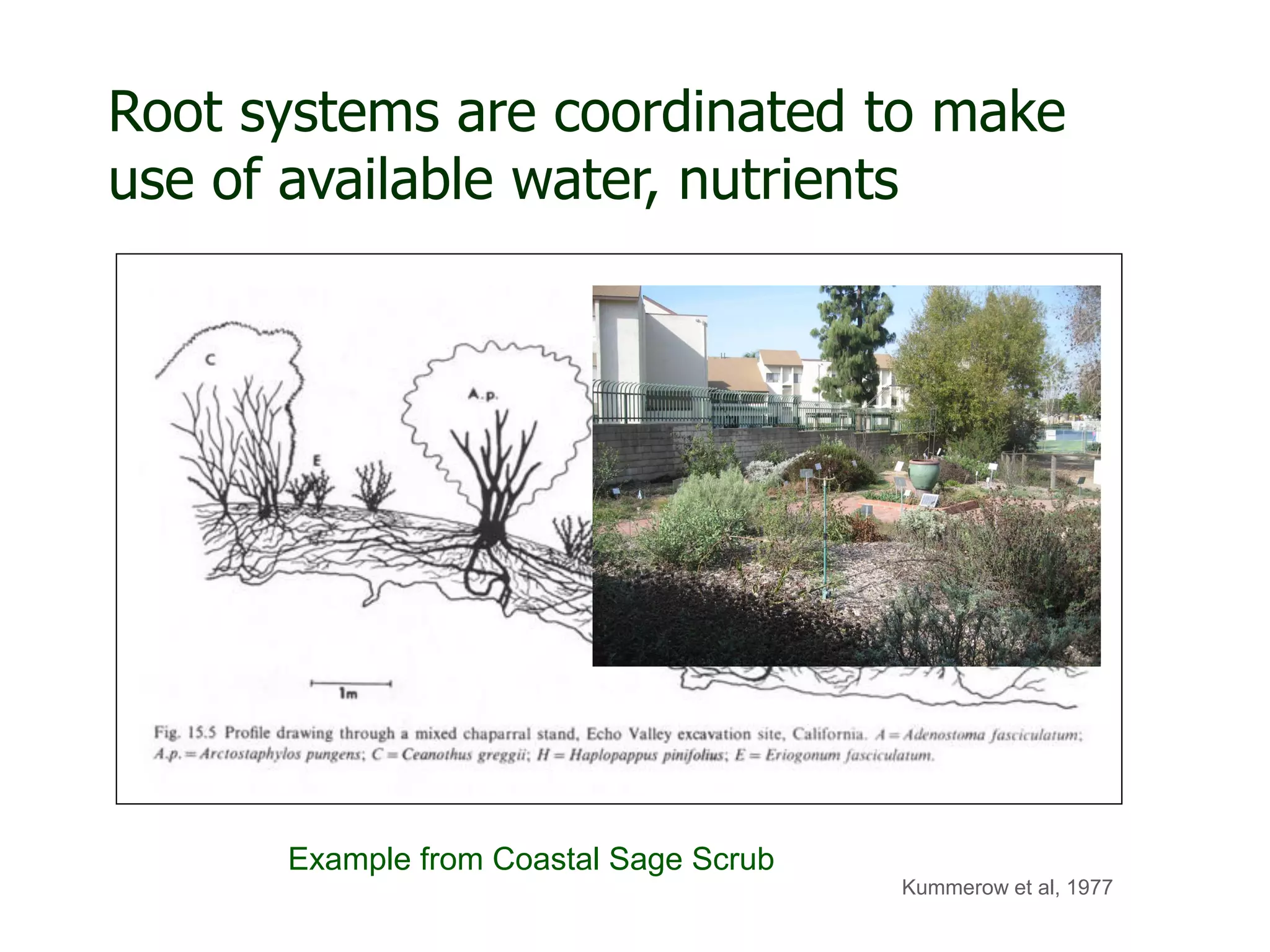 Root systems are coordinated to make
use of available water, nutrients

Example from Coastal Sage Scrub
Kummerow et al, 1977

 