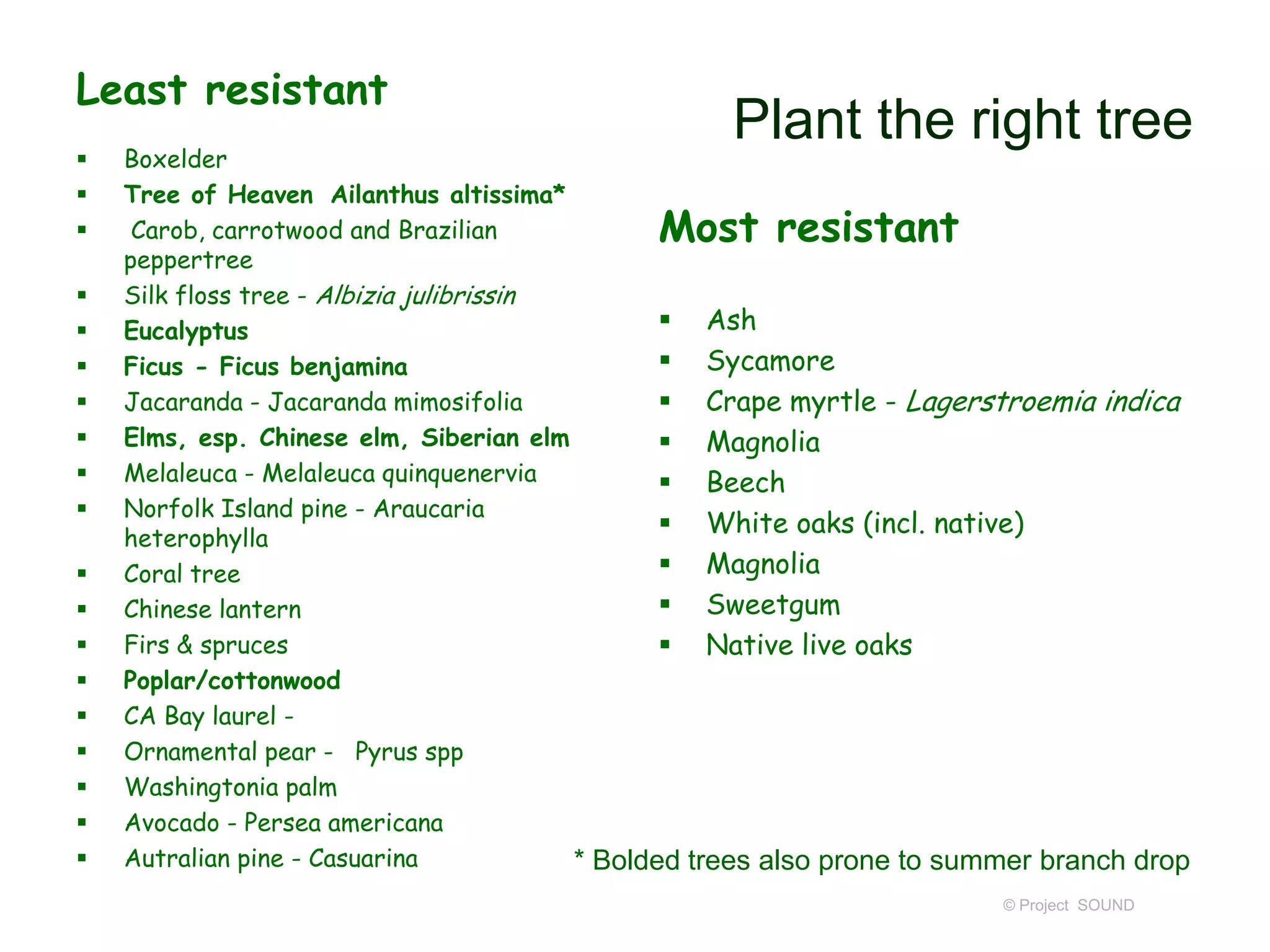 Least resistant




















Plant the right tree

Boxelder
Tree of Heaven Ailanthus altissima*
Carob, carrotwood and Brazilian
peppertree
Silk floss tree - Albizia julibrissin
 Ash
Eucalyptus
 Sycamore
Ficus - Ficus benjamina
Jacaranda - Jacaranda mimosifolia
 Crape myrtle - Lagerstroemia indica
Elms, esp. Chinese elm, Siberian elm
 Magnolia
Melaleuca - Melaleuca quinquenervia
 Beech
Norfolk Island pine - Araucaria
 White oaks (incl. native)
heterophylla
 Magnolia
Coral tree
 Sweetgum
Chinese lantern
Firs & spruces
 Native live oaks
Poplar/cottonwood
CA Bay laurel Ornamental pear - Pyrus spp
Washingtonia palm
Avocado - Persea americana
Autralian pine - Casuarina
* Bolded trees also prone to summer branch drop

Most resistant

© Project SOUND

 