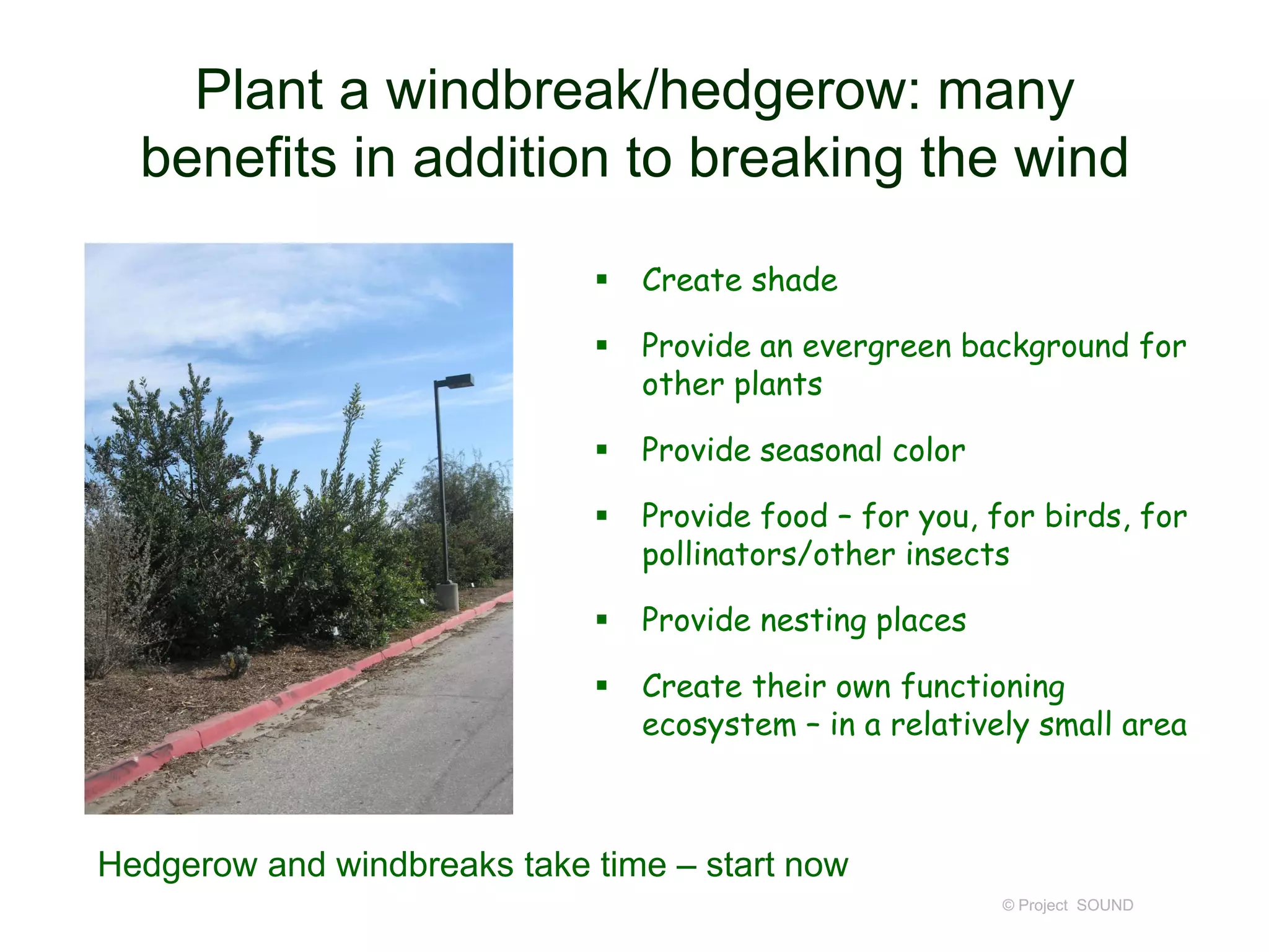 Plant a windbreak/hedgerow: many
benefits in addition to breaking the wind


Create shade



Provide an evergreen background for
other plants



Provide seasonal color



Provide food – for you, for birds, for
pollinators/other insects



Provide nesting places



Create their own functioning
ecosystem – in a relatively small area

Hedgerow and windbreaks take time – start now
© Project SOUND

 