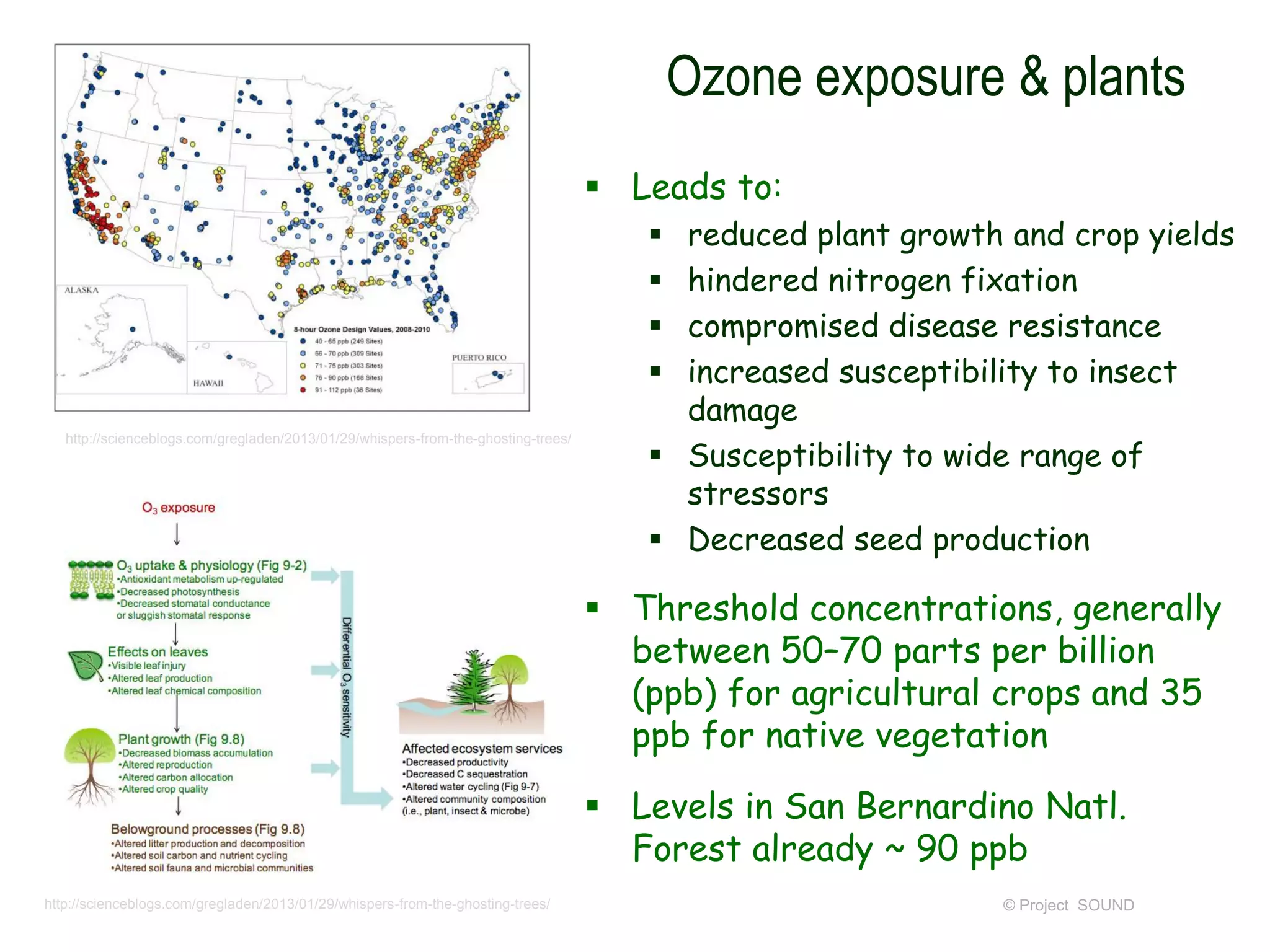Ozone exposure & plants
 Leads to:
reduced plant growth and crop yields
hindered nitrogen fixation
compromised disease resistance
increased susceptibility to insect
damage
 Susceptibility to wide range of
stressors
 Decreased seed production




http://scienceblogs.com/gregladen/2013/01/29/whispers-from-the-ghosting-trees/

 Threshold concentrations, generally
between 50–70 parts per billion
(ppb) for agricultural crops and 35
ppb for native vegetation
 Levels in San Bernardino Natl.
Forest already ~ 90 ppb
http://scienceblogs.com/gregladen/2013/01/29/whispers-from-the-ghosting-trees/

© Project SOUND

 