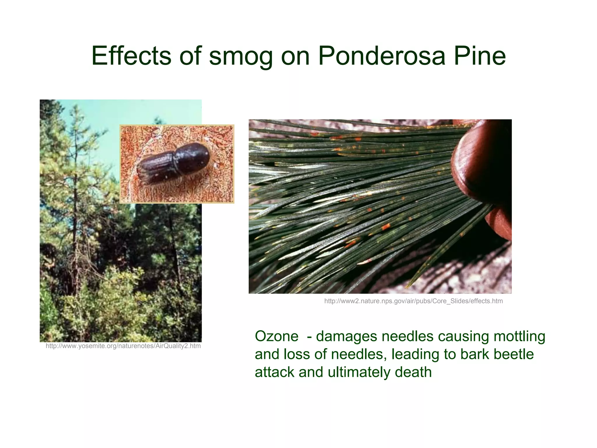 Effects of smog on Ponderosa Pine

http://www2.nature.nps.gov/air/pubs/Core_Slides/effects.htm

http://www.yosemite.org/naturenotes/AirQuality2.htm

Ozone - damages needles causing mottling
and loss of needles, leading to bark beetle
attack and ultimately death

 