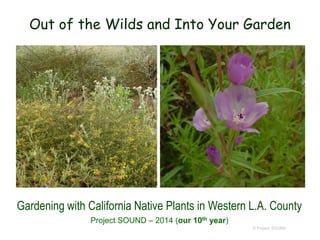 Out of the Wilds and Into Your Garden

Gardening with California Native Plants in Western L.A. County
Project SOUND – 2014 (our 10th year)
© Project SOUND

 