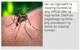 • Isa sa mga sakit na
maaring kumalat ay
ang VIRUS dala ng
mga lamok. Dahil sa
pagbabago ng klima
ang populasyon ng
lamok ay maaring
tumaas
 