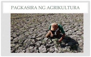 PAGKASIRA NG AGRIKULTURA
 
