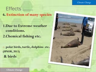 Effects ……..
6. Extinction of many species
1.Due to Extreme weather
conditions.
2.Chemical fishing etc.
o polar birds, turtle, dolphins etc.
(IPSOR, 2013)
& birds
Climate Change
Climate Change
 