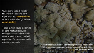 Our oceans absorb most of
the warming causing both
expansion and sea-level rise
while additional CO2 increases
ocean acidity.
These factors cause bleaching
of coral reefs and driving
stronger storms. More acidic
oceans also threaten shelled
organisms fundamental to the
marine food chain.
© Global Warming Images / WWF-Canon
Coral bleaching in the Red Sea off Egypt shows a stressed and
failing ecosystem that can’t support aquatic life that fisheries
and industries rely on
 
