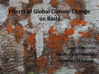 Effects of Global Climate Change
on Birds
Town Peterson
Biodiversity Institute
University of Kansas
 