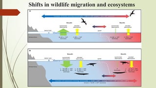 Changes In Migration Patterns CLIMATE CHANGE@23-306.pptx why it happened | PPTX