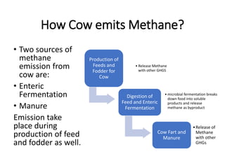 How Cow emits Methane?
• Two sources of
methane
emission from
cow are:
• Enteric
Fermentation
• Manure
Emission take
place during
production of feed
and fodder as well.
Production of
Feeds and
Fodder for
Cow
• Release Methane
with other GHGS
Digestion of
Feed and Enteric
Fermentation
• microbial fermentation breaks
down food into soluble
products and release
methane as byproduct
Cow Fart and
Manure
•Release of
Methane
with other
GHGs
 