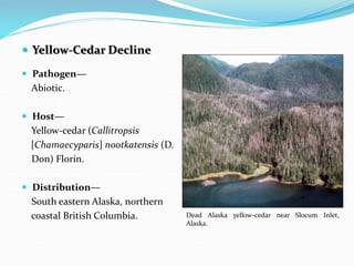 Climate change and forest diseases | PPT