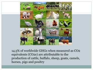 Climate change: the livestock connection