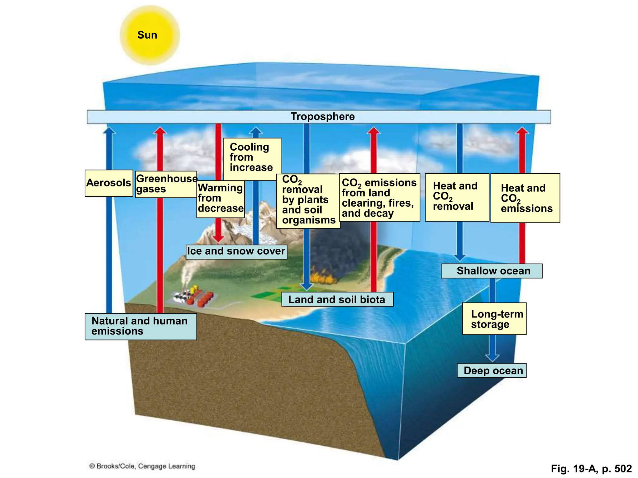 Fig. 19-A, p. 502
Sun
Troposphere
Cooling
from
increase
Aerosols Greenhouse
gases Warming
from
decrease
CO2
removal
by plants
and soil
organisms
CO2 emissions
from land
clearing, fires,
and decay
Heat and
CO2
removal
Heat and
CO2
emissions
Ice and snow cover
Shallow ocean
Land and soil biota
Long-term
storage
Natural and human
emissions
Deep ocean
 