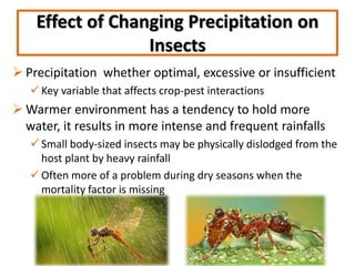 Effect of Changing Precipitation on
Insects
 Precipitation whether optimal, excessive or insufficient
 Key variable that affects crop-pest interactions
 Warmer environment has a tendency to hold more
water, it results in more intense and frequent rainfalls
 Small body-sized insects may be physically dislodged from the
host plant by heavy rainfall
 Often more of a problem during dry seasons when the
mortality factor is missing
 