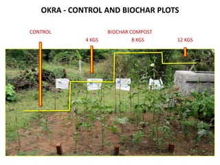 OKRA - CONTROL AND BIOCHAR PLOTS

CONTROL              BIOCHAR COMPOST
             4 KGS            8 KGS    12 KGS
 