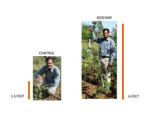 BIOCHAR




           CONTROL




1.5 FEET                       6 FEET
 