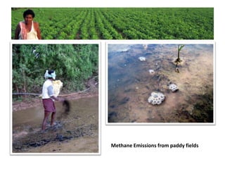 Methane Emissions from paddy fields
 