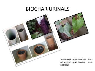 BIOCHAR URINALS




           TAPPING NITROGEN FROM URINE
           OF ANIMALS AND PEOPLE USING
           BIOCHAR
 