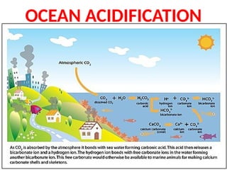OCEAN ACIDIFICATION
 