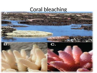 Coral bleaching
 