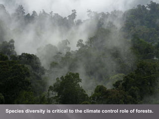Species diversity is critical to the climate control role of forests.<br />