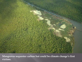 Mangroves sequester carbon but could be climate change’s first victims.<br />