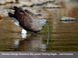 Climate change threatens the Lesser Fishing Eagle… and humans.<br />