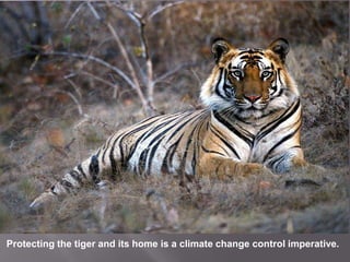 Protecting the tiger and its home is a climate change control imperative.<br />
