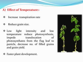 A) Effect of Temperature:-
 Increase transpiration rate
 Reduce grain size.
 Low light intensity and low
temperature reduce photosynthesis,
impede translocation of
photosynthates from the flag leaf to
panicle, decrease no. of filled grains
and grain yield.
 Faster plant development.
 