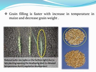  Grain filling is faster with increase in temperature in
maize and decrease grain weight .
 