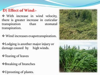 D) Effect of Wind:-
 With increase in wind velocity,
there is greater increase in cuticular
transpiration than stomatal
transpiration.
 Wind increases evapotranspiration.
Lodging is another major injury or
damage caused by high winds.
Tearing of leaves
Breaking of branches
Uprooting of plants.
Lodging in rice
 