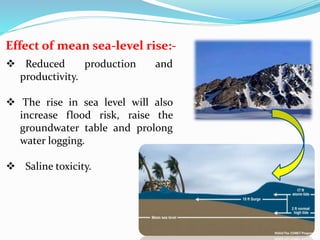 Effect of mean sea-level rise:-
 Reduced production and
productivity.
 The rise in sea level will also
increase flood risk, raise the
groundwater table and prolong
water logging.
 Saline toxicity.
 