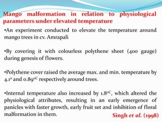 Mango malformation in relation to physiological
parameters under elevated temperature
•An experiment conducted to elevate the temperature around
mango trees in cv. Amrapali
•By covering it with colourless polythene sheet (400 gauge)
during genesis of flowers.
•Polythene cover raised the average max. and min. temperature by
4.1o and 0.89oC respectively around trees.
•Internal temperature also increased by 1.8oC, which altered the
physiological attributes, resulting in an early emergence of
panicles with faster growth, early fruit set and inhibition of floral
malformation in them. Singh et al. (1998)
 