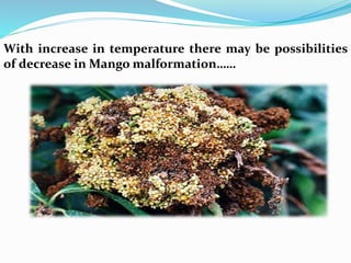 With increase in temperature there may be possibilities
of decrease in Mango malformation……
 