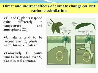 C3 and C4 plants respond
quite differently to
temperature and
atmospheric CO2.
C4 plants tend to be
favored over C3 plants in
warm, humid climates.
Conversely, C3 plants
tend to be favored over C4
plants in cool climates.
Direct and indirect effects of climate change on Net
carbon assimilation
 