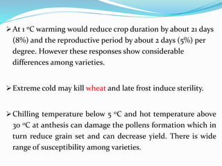 At 1 0C warming would reduce crop duration by about 21 days
(8%) and the reproductive period by about 2 days (5%) per
degree. However these responses show considerable
differences among varieties.
Extreme cold may kill wheat and late frost induce sterility.
Chilling temperature below 5 0C and hot temperature above
30 0C at anthesis can damage the pollens formation which in
turn reduce grain set and can decrease yield. There is wide
range of susceptibility among varieties.
 