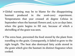 Global warming may be to blame for the disappointing
basmati produced in the 2006-2007 experiment.
Temperatures that year crossed 26 degree Celsius in
September when the basmati flowers and, 15 to 20 days later,
when the grain begins to fill out, because of which a
shrivelling of the grain was seen.
The extra heat, prevented the food stored by the plant from
travelling to the grain. Consequently, it failed to grow to the
right length. The heat also destroyed fatty acids stored in
the grain which give the basmati its distinct fragrance when
cooked.
 