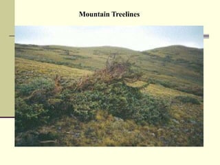 Mountain Treelines