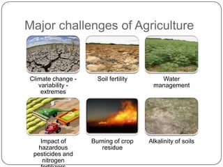 Major challenges of Agriculture



Climate change -     Soil fertility      Water
   variability -                       management
    extremes




    Impact of      Burning of crop    Alkalinity of soils
   hazardous          residue
 pesticides and
     nitrogen
 
